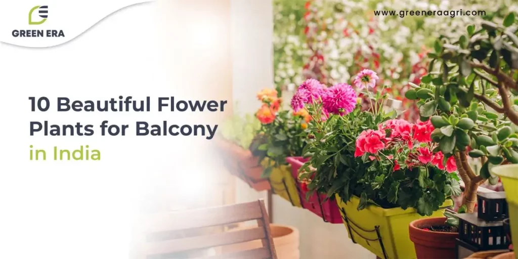 10 Beautiful Flower Plants for Balcony in India