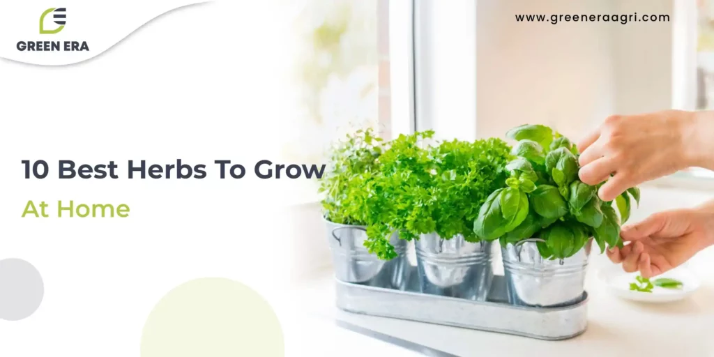 10 Best Herbs To Grow At Home