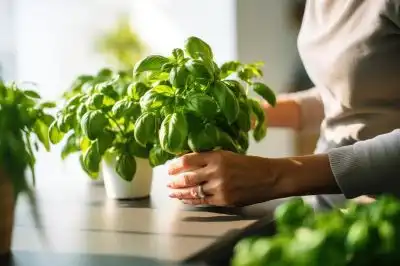 Basil