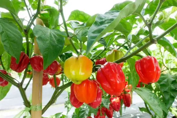 Bell Peppers