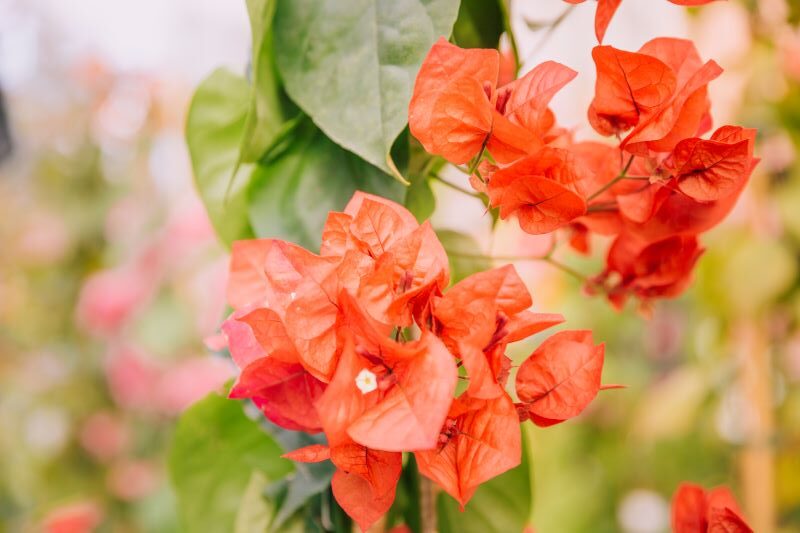 Bougainvillea flowers