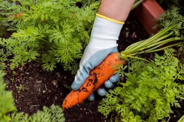 Carrot