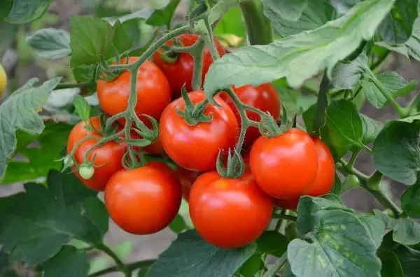 Cherry Tomatoes