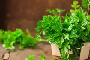 Cilantro
