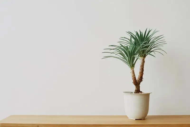 Dracaena