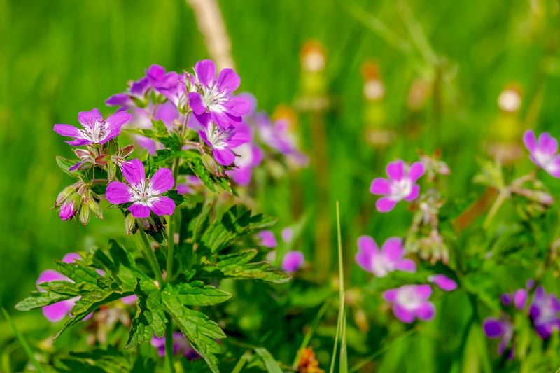 Geranium flower