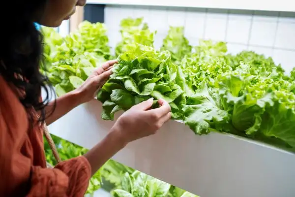 Lettuce