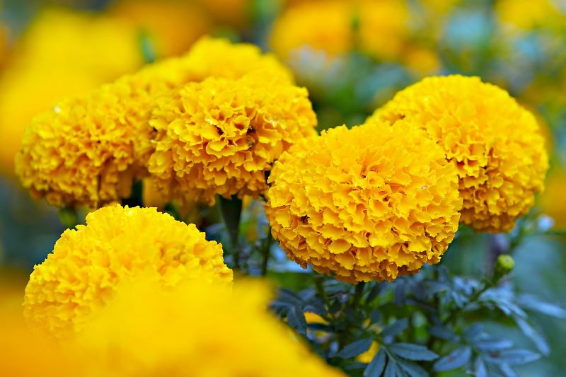 Marigold flowers