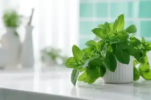 Mint