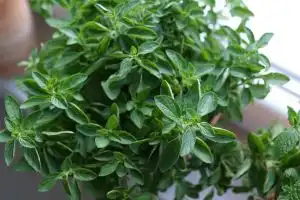 Oregano