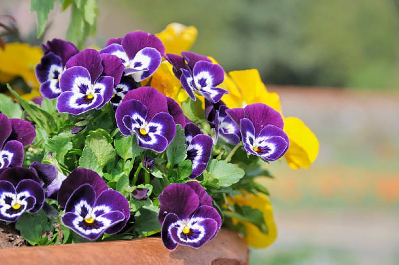 Pansy flowers