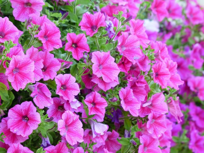 Petunia flowers
