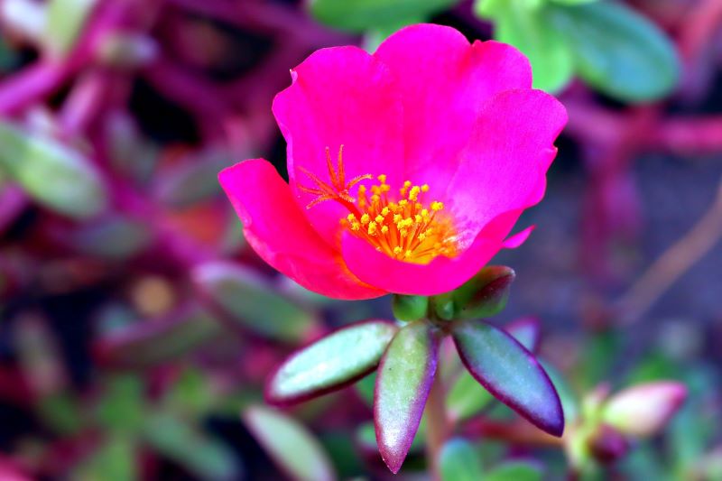 Portulaca flowers