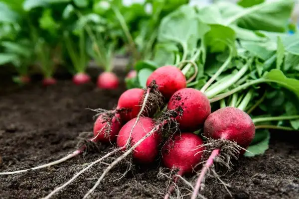Radish