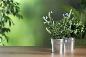 Rosemary
