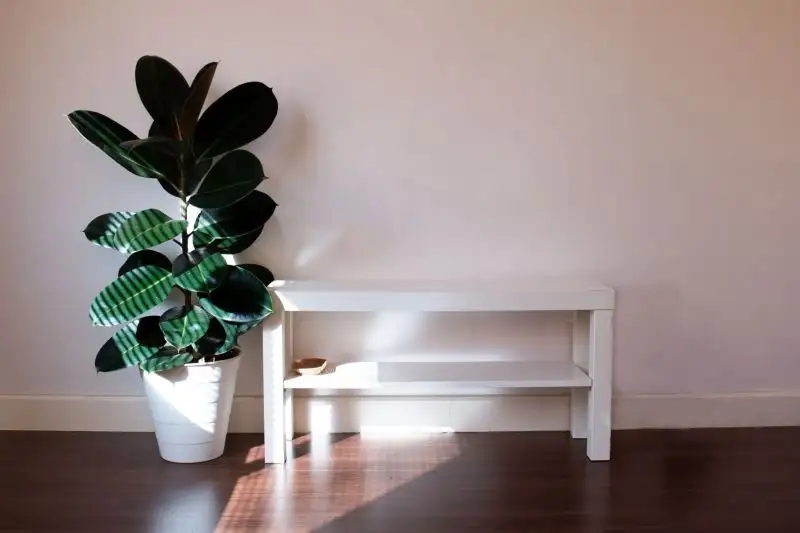 Rubber Plant