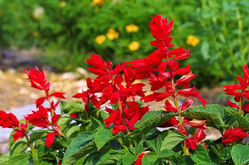 Salvia flowers