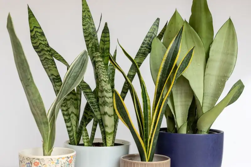 Snake Plant