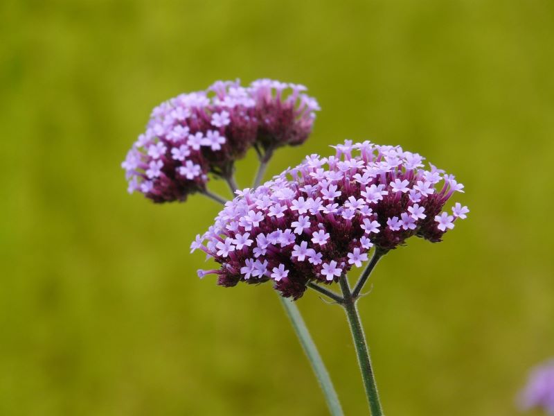 Verbena flowers