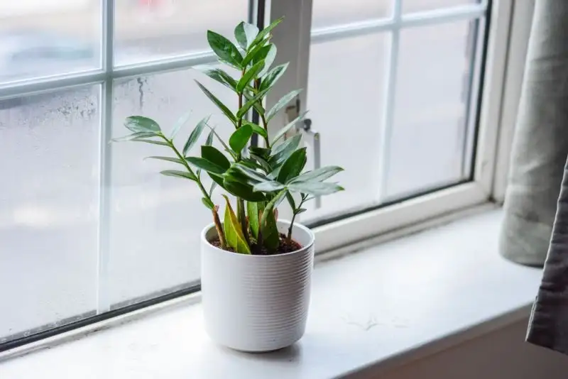 ZZ Plant