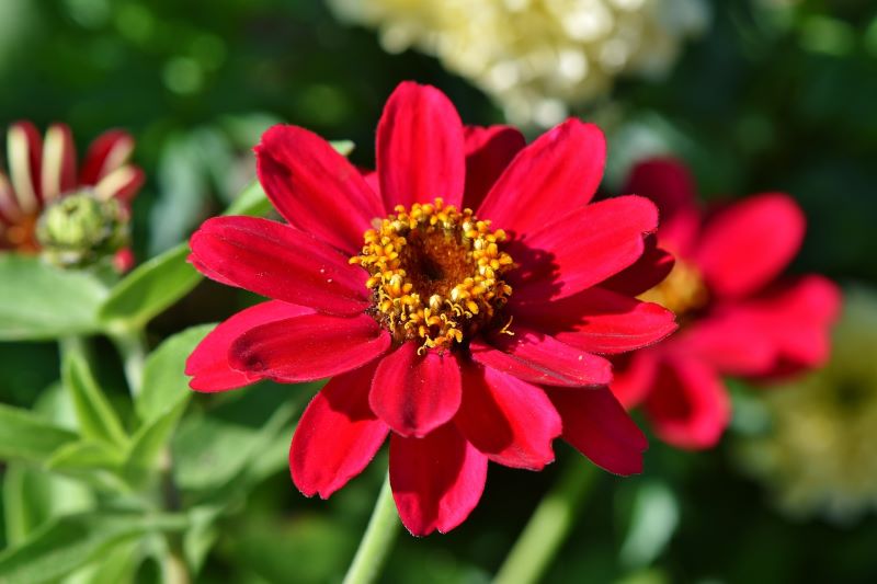 Zinnia flowers