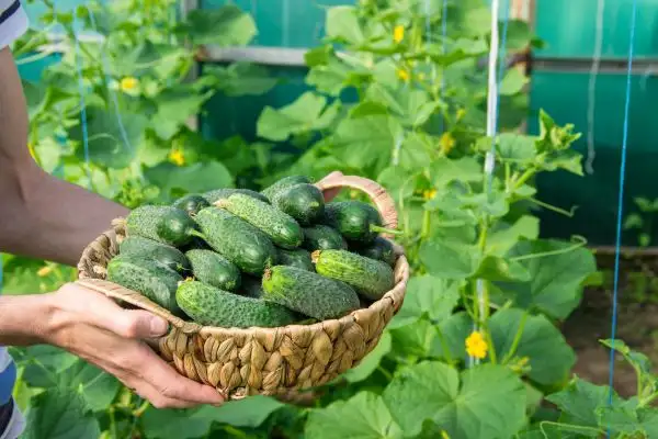 Cucumbers