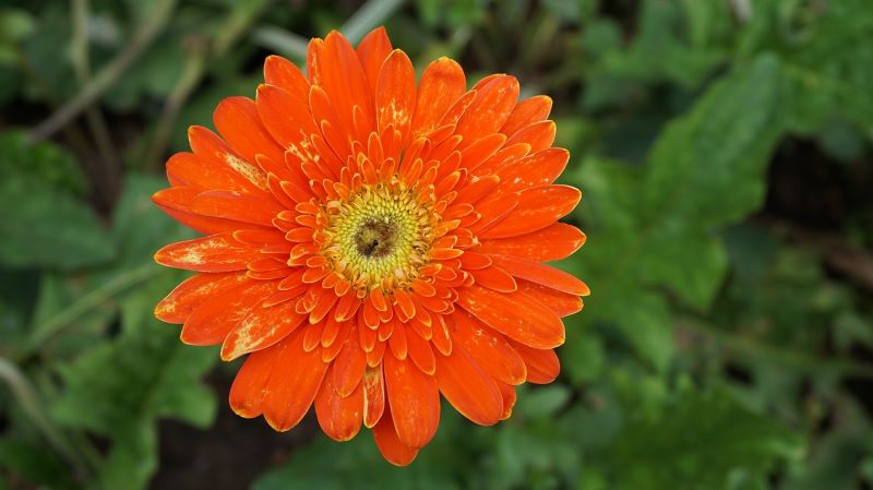 Gerbera Daisy flower