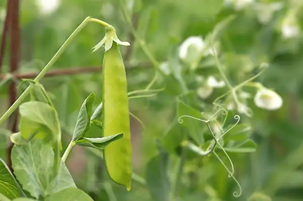 Green Beans