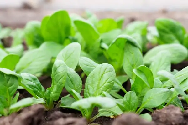 Spinach