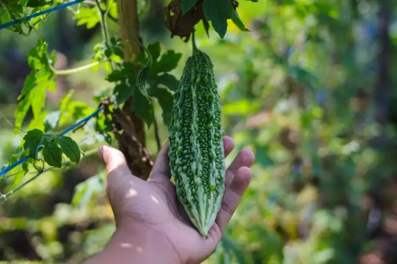 Bitter Gourd