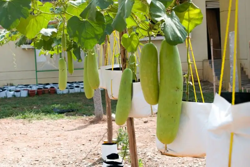 Bottle Gourd