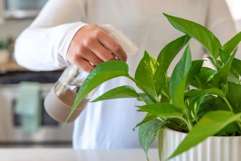 Caring for Money Plant