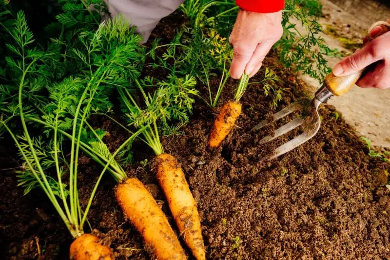 Carrots