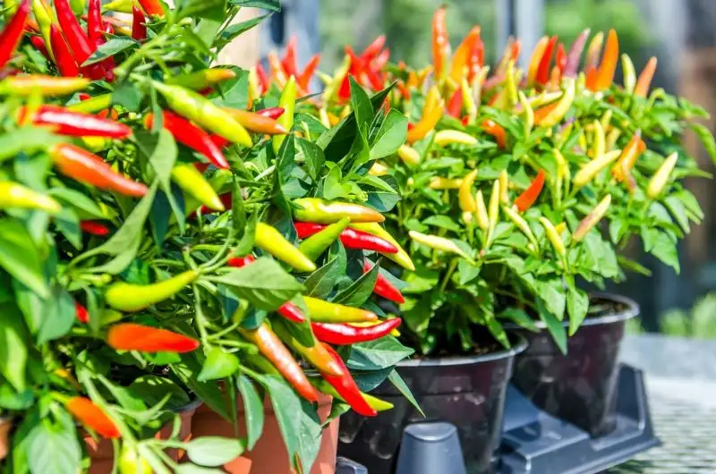 Chilies