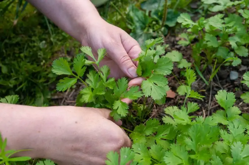 Coriander