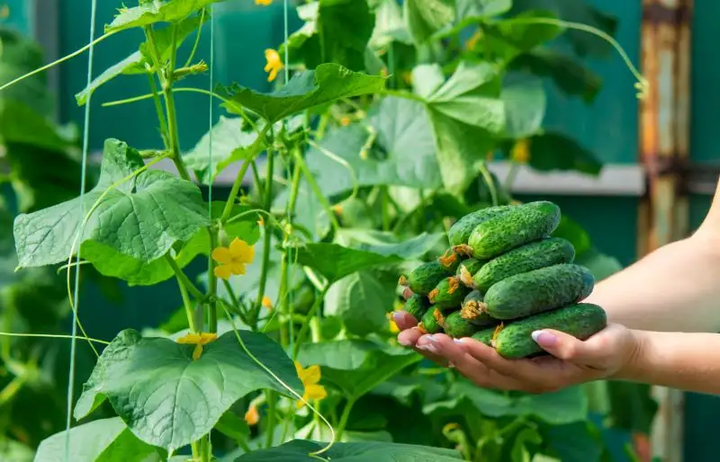 Cucumbers