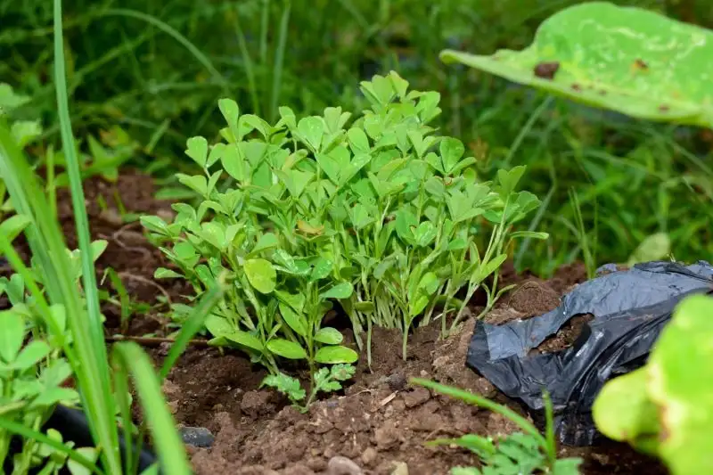 Fenugreek