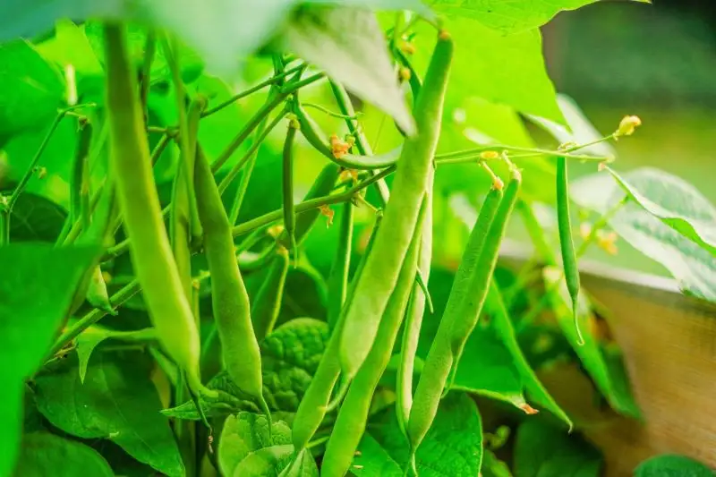 Green Beans