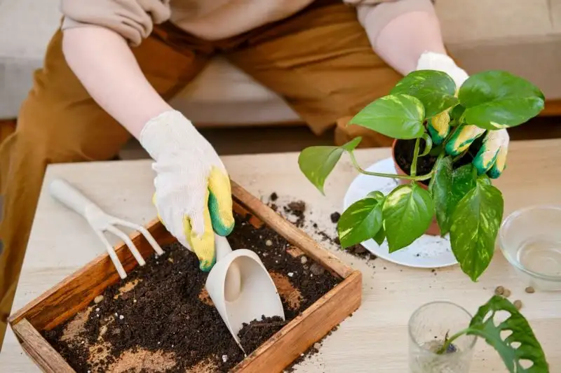 Growing Money Plant in Soil