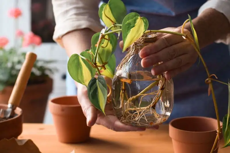 Growing Money Plant in Water