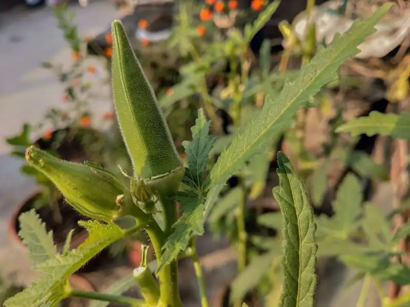 Okra