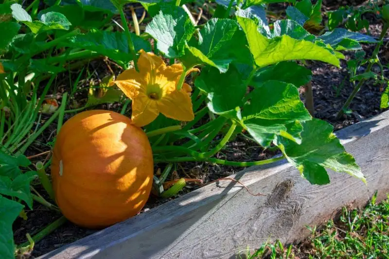 Pumpkin