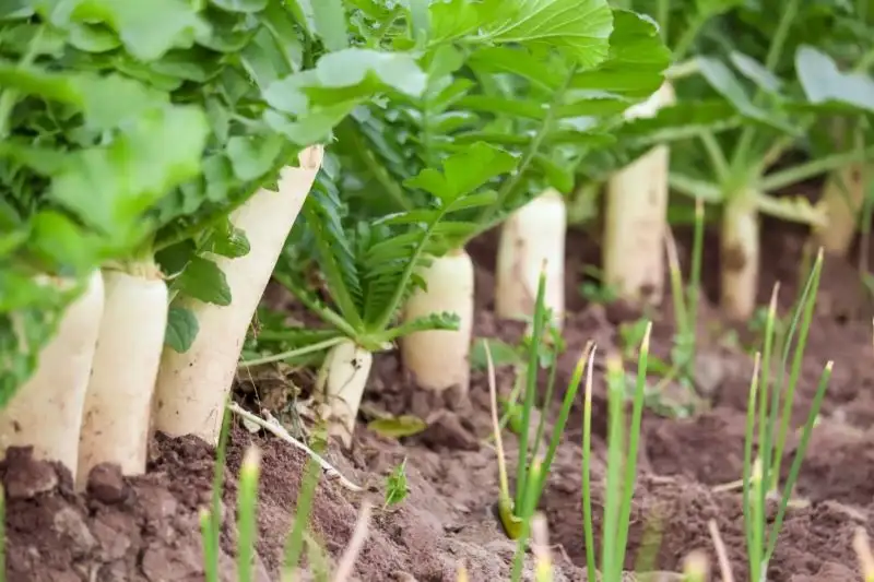 Radishes