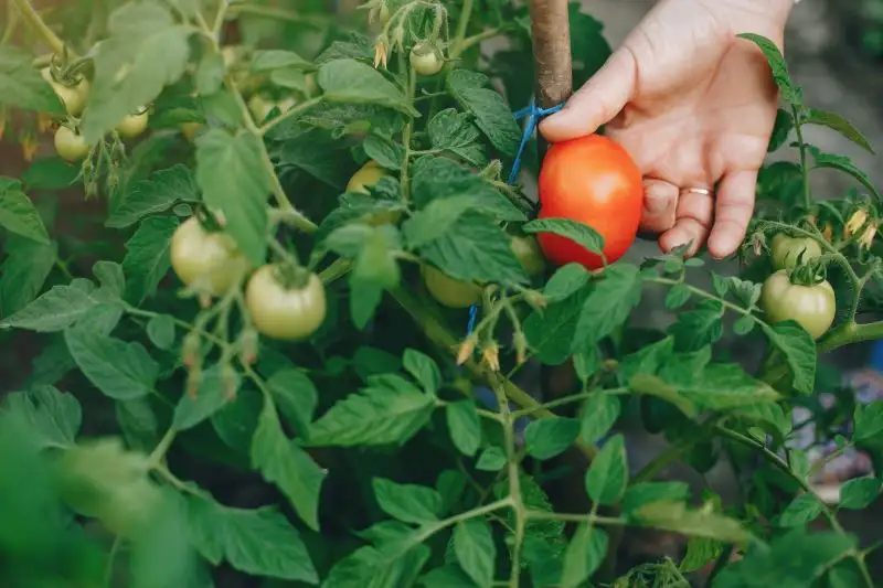 Tomato