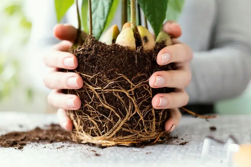 root growth enhancement