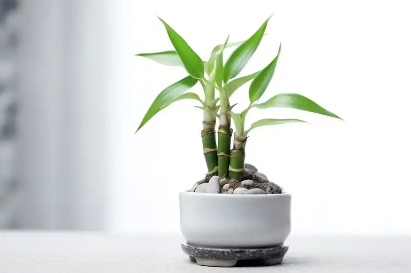 Bamboo Palm