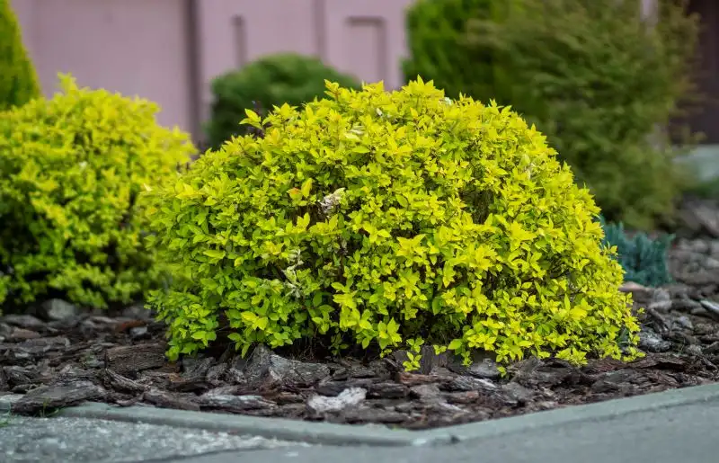 Boxwood