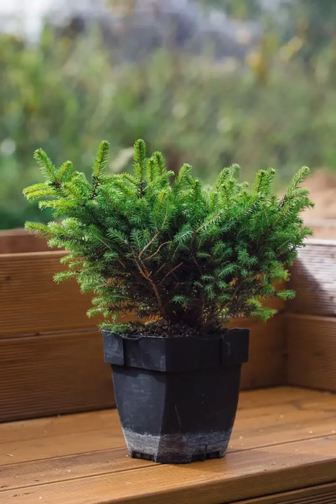 Dwarf Conifer