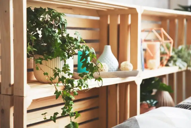 English Ivy