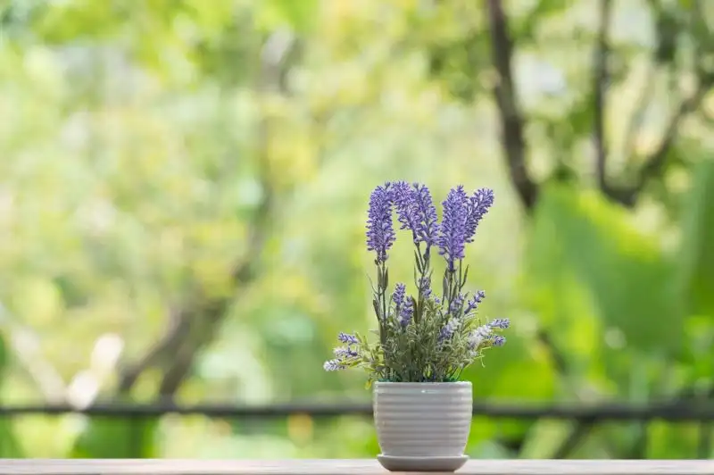 Lavender